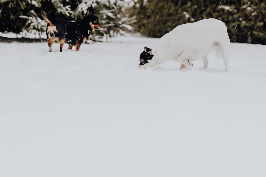 perros, pequeño, cachorro, mascota, mascotas, animales, nieve, invierno, exterior, diversión