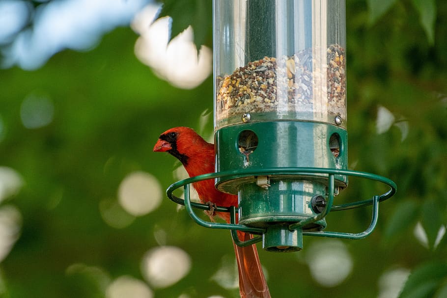 bird feeder, bird, birdwatching, feeder, nature, garden, cardinal, animal themes, animal, vertebrate