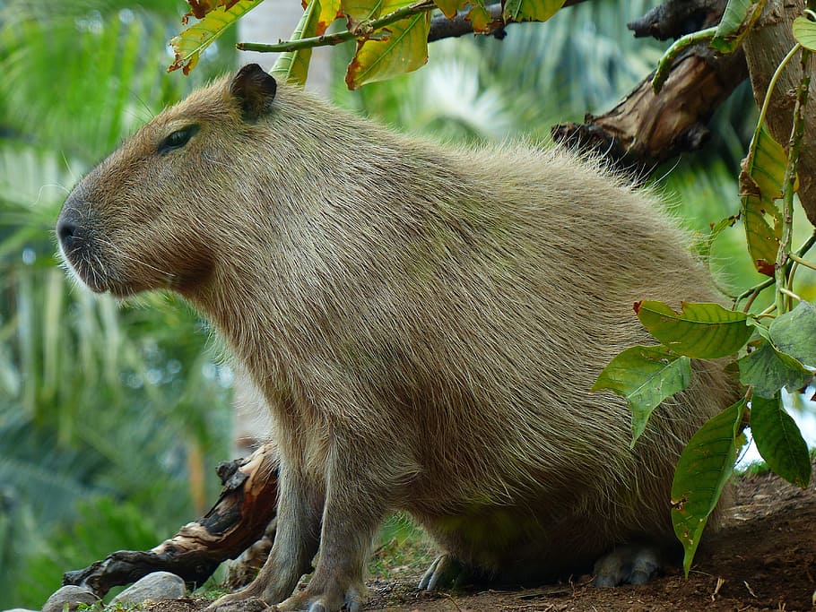 capybara, hewan, hydrochoerus hydrochaeris, mamalia, hewan pengerat, bulu, nager, berbulu, fauna, mirip dengan kelinci
