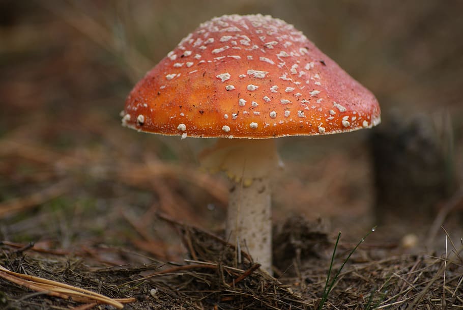 Amanita, Mushroom, Poison, Red, Red Hat, poison, white spots, forest, autumn, nature, fungus