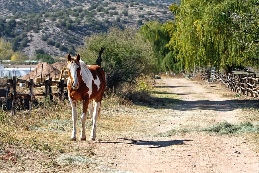 Лошадь пути. Лошадь в пути. Фазенды Ранч. Скакун дорожка. Horse Ranch.