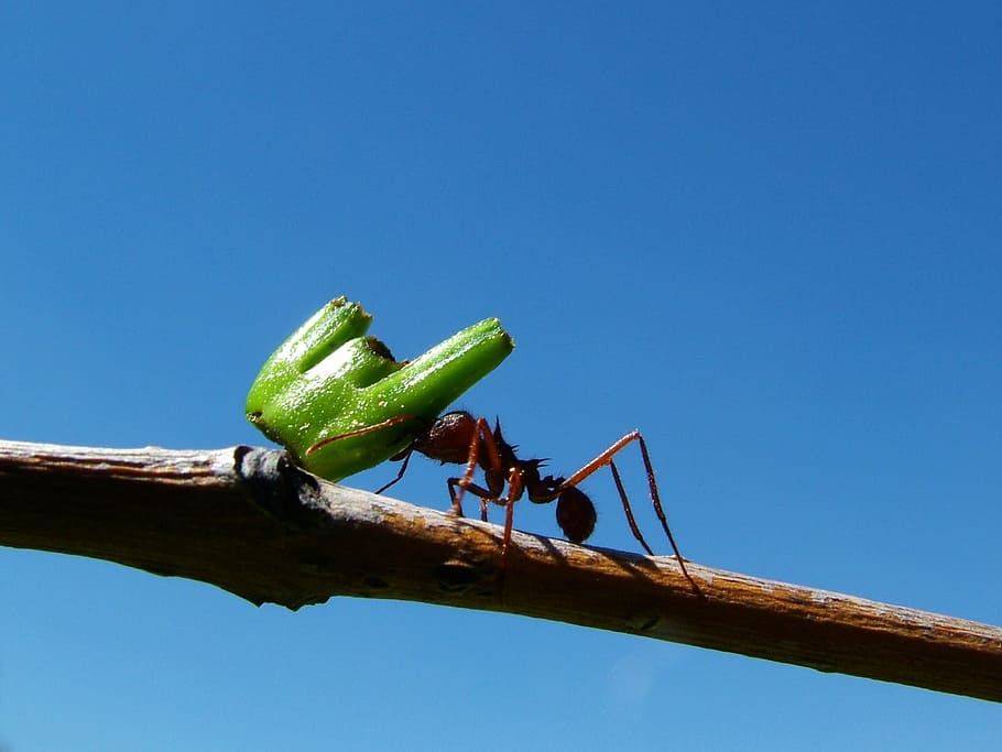 ants, tree, insects, blue, sky, clear sky, copy space, nature, low angle view, green color