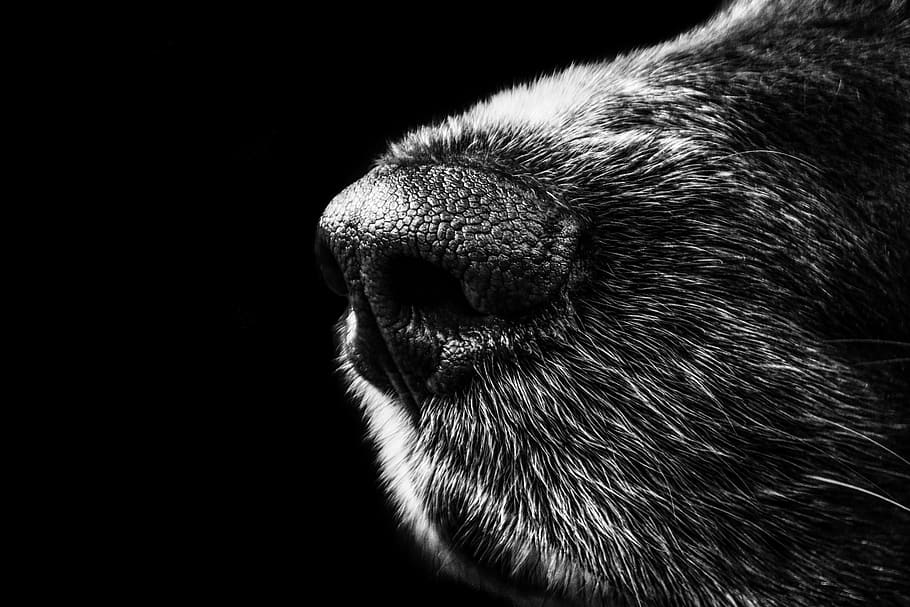 grayscale photography, animal nose, dog, nose, snout, münsterländer, black, white, black and white, black white