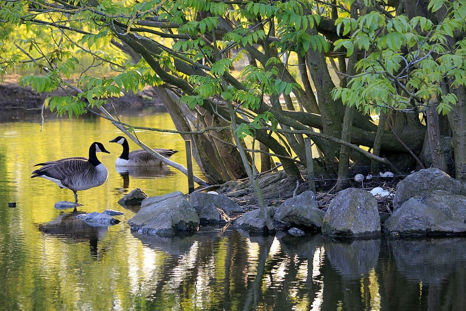 Canadian Goose, Angsa, Burung, alam, liar, taman, keanekaragaman hayati, telur, musim semi, penjaga