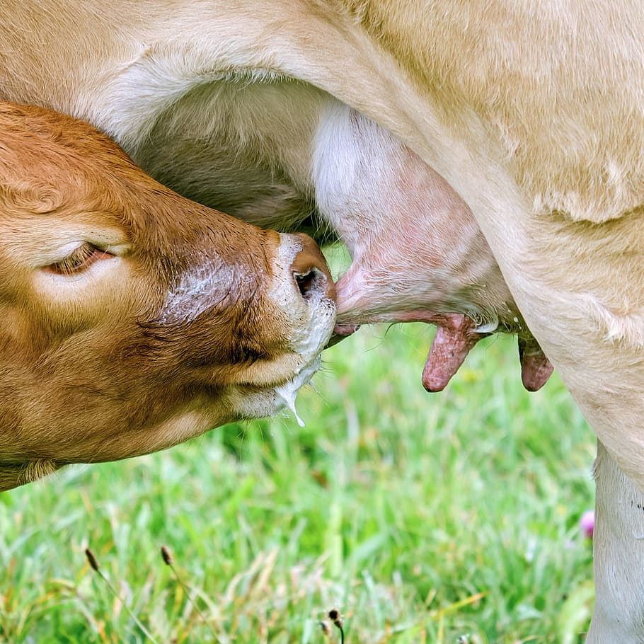 vaca sorbe leche, ubre, vaca, carne de res, animal, ubre de vaca, empresa, leche vaca, ternero, amamantar