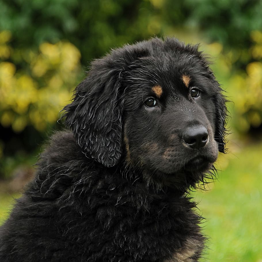selectivo, fotografía de enfoque, negro, bronceado, cachorro de mastín tibetano, akbash, perro, perro de protección de rebaño, animal joven, cachorro