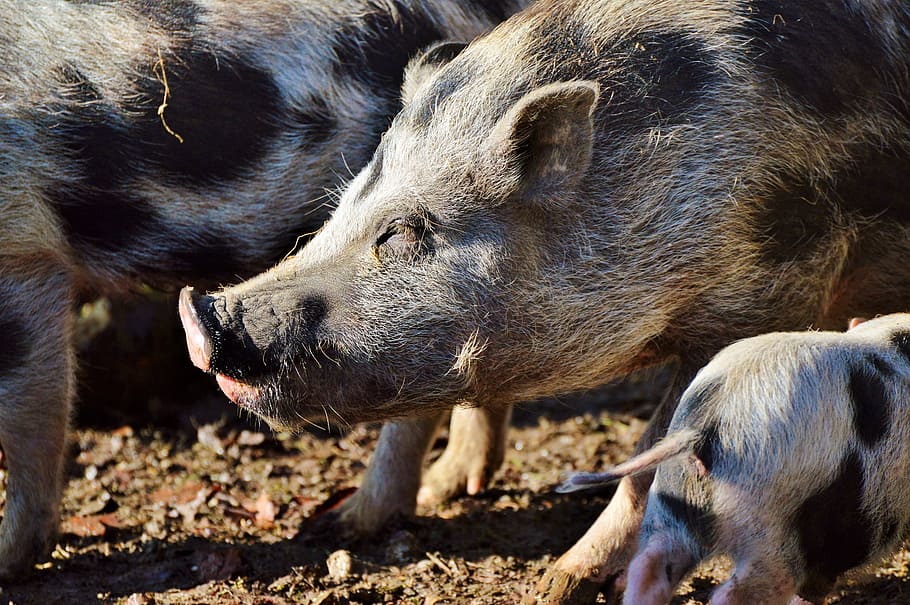 냄비 배가 돼지, 돼지, 뿌리다, 가축, 더러운, 포유 동물, 강모, 두꺼운, 동물, 국내 돼지
