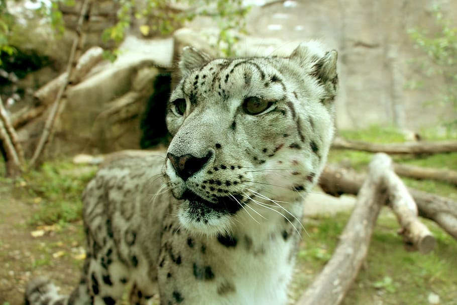 leopard, snow leopard, ounce, big cat, big cat portrait, leopard portrait, animal themes, animal, one animal, mammal
