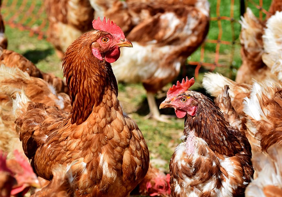 chicken, hen, poultry, rump, range, livestock, bird, comb, bill, outdoor