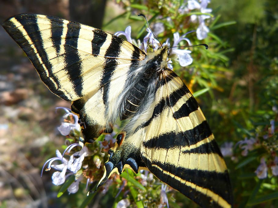 polidario, scarce swallowtail, butterfly, papallona zebrada, xuclallet, nature, rosemary, rosmarinus officinalis, libar, animalia