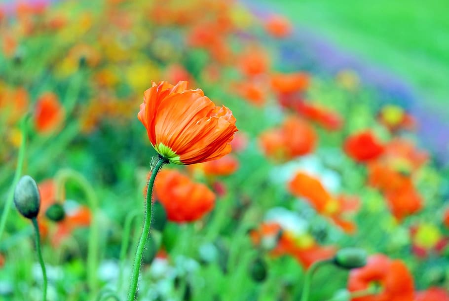 選択 フォーカス写真 オレンジ ケシの花畑 ケシ 花 色 Klatschmohn 春 顕花植物 Pxfuel