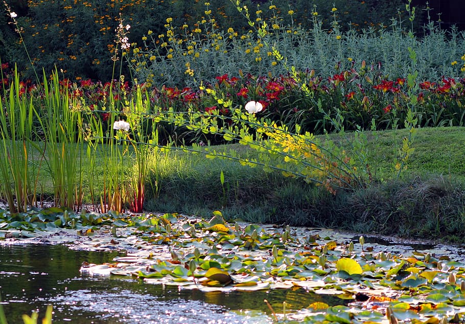 pond, lily pad, garden, flowers, outdoors, beautiful, water, flower, plant, lake
