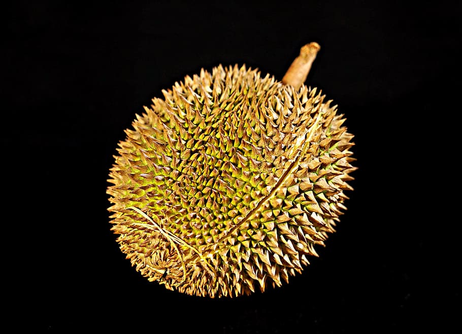 durian fruit, king of fruits, thorny fruit, tropical, delicious, whole fruit, malaysia, studio shot, black background, freshness