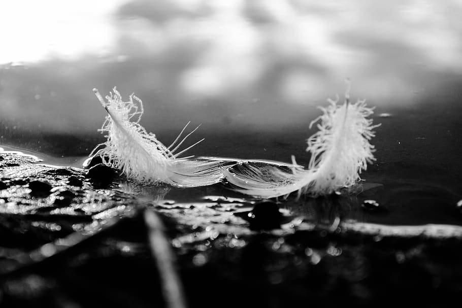beauty, nature, feathers, swan, water, selective focus, close-up, animal themes, animal, lake