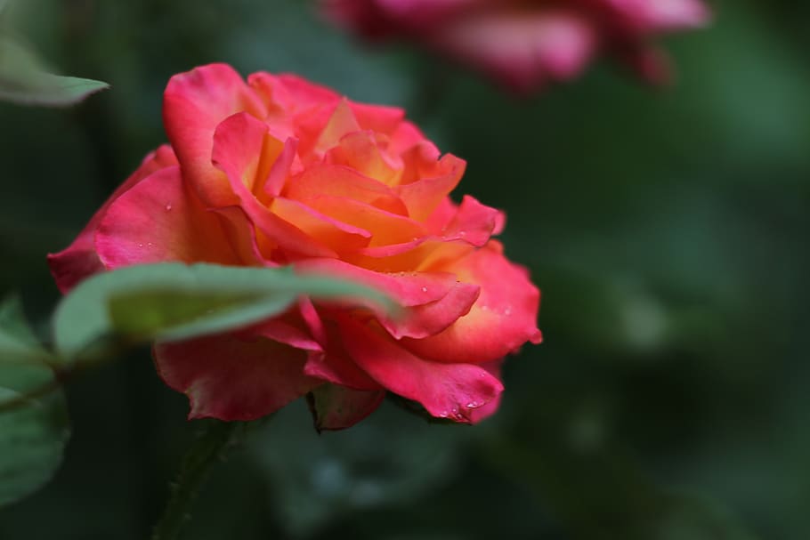 red yellow rose, alinka, blooming, decorative, romantic, nature, outdoor, flower, flowering plant, beauty in nature