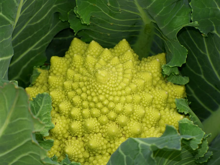 Broccoli, Plant, Geometry, Fractal, plant geometry, spiral, vegetable, leaf, green color, freshness