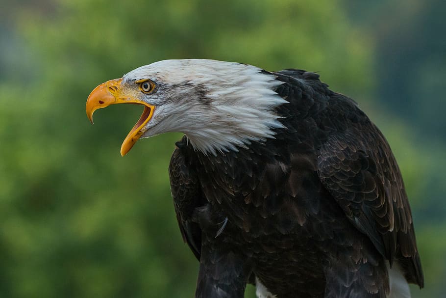 white, black, american eagle, haliaeetus leucocephalus, adler, raptor, bird, feather, plumage, close