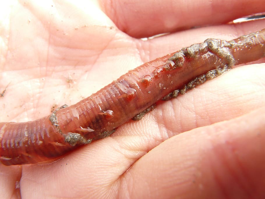 lugworm, worm, arenicola marina, sand worm, pier worm, polychaete, wadden sea, north sea, hand, slick