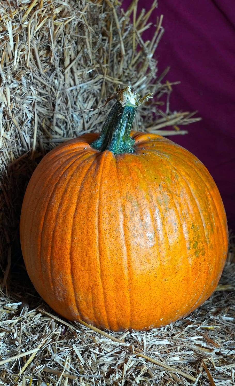 pumpkin, harvest, autumn, food, autumn decoration, choose, agriculture, food and drink, vegetable, celebration