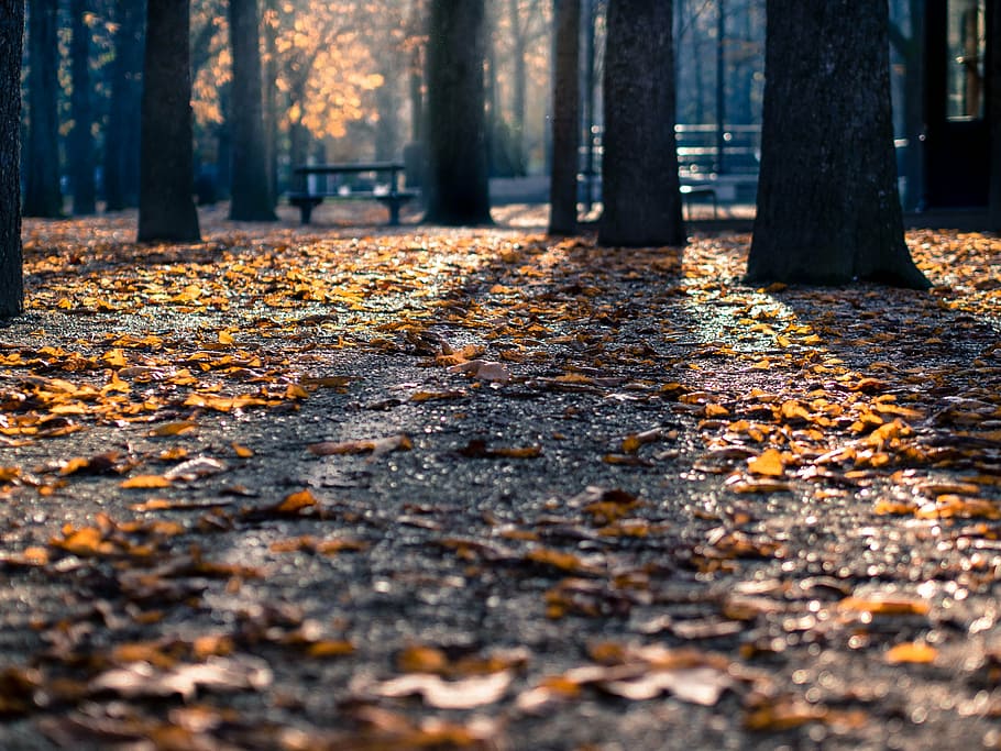 low, angle shot, dried, leaves, ground, surrounded, treest, park, trees, shadows