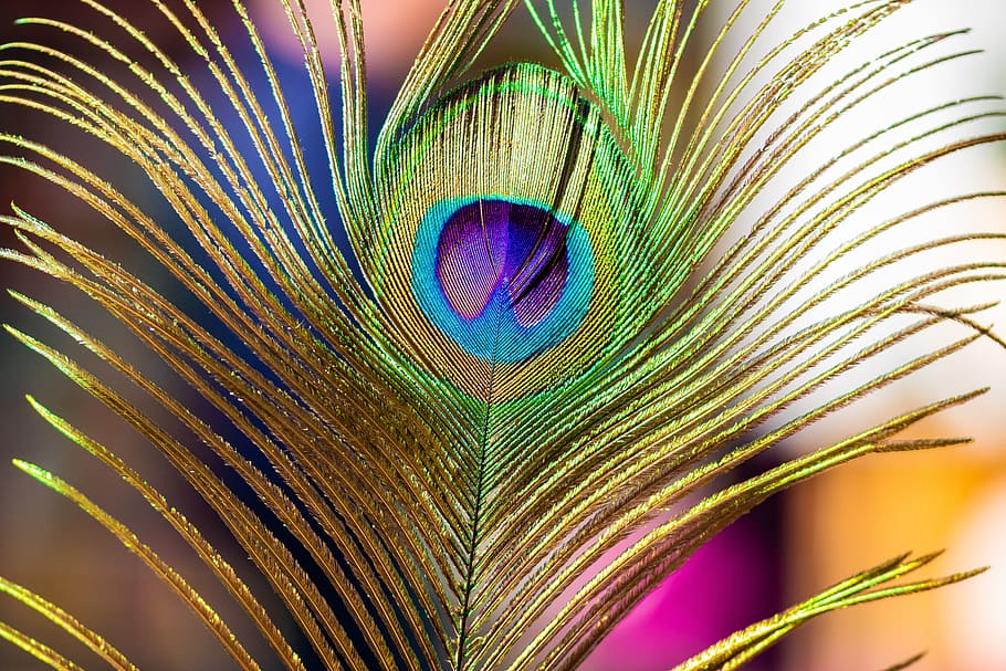 pavo real, plumas de pavo real, color, pluma, pluma de pavo real, multicolor, pájaro, primer plano, ninguna gente, suavidad