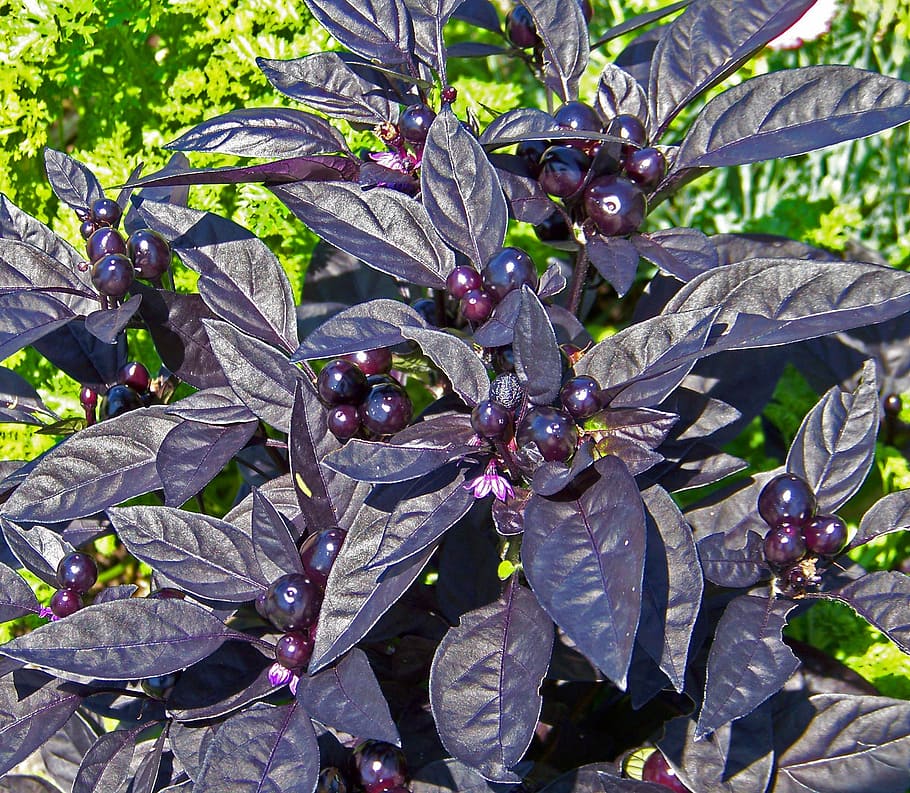 plant, purple, leaves, berries, capsicum annuum, black pearl, capsicum annuum black pearl, nature, leaf, summer