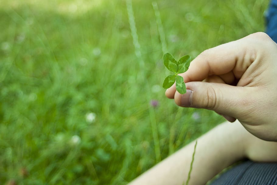 plant, lawn, nature, the environment, leaf, clover, four-leaf clover, happiness, in the pocket, summer