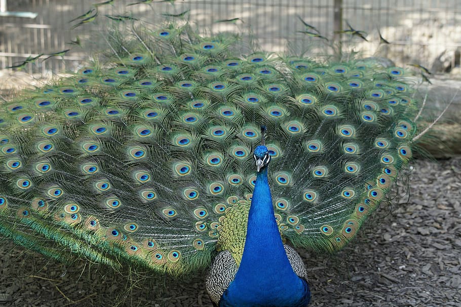 verde, azul, pavo real, machos, macho, pájaro, rueda, beat rad, plumaje, pluma
