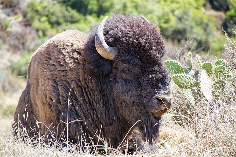 black bison, bison, buffalo, animal, wildlife, grass, bull, horns, brown, nature