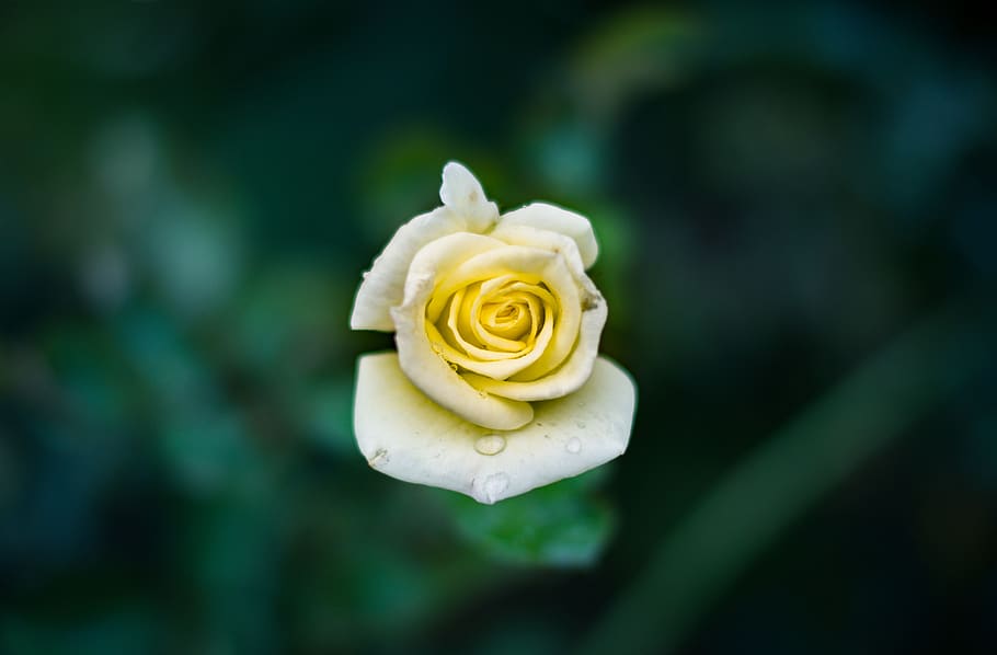 white, flower, bloom, blossoms, nature, plant, blur, beauty in nature, flowering plant, rose