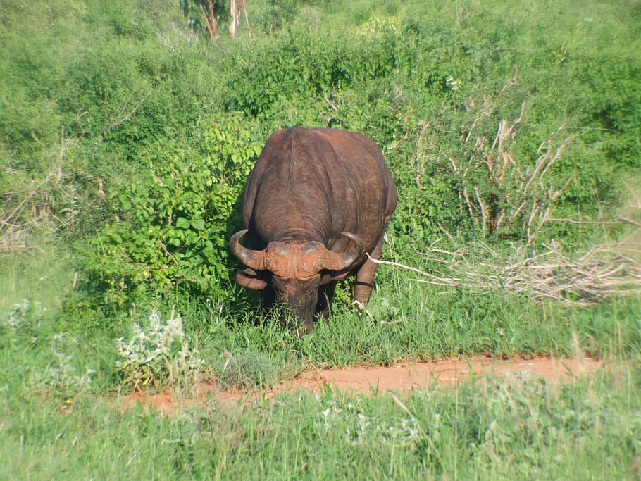 Buffalo, Kenya, Animal, Safri, one animal, animals in the wild, animal wildlife, grass, animal themes, nature