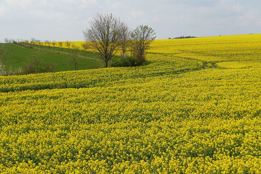 Oilseed Rape, Blossom, Bloom, agriculture, rare plant, crop, spring, nature, yellow, trees