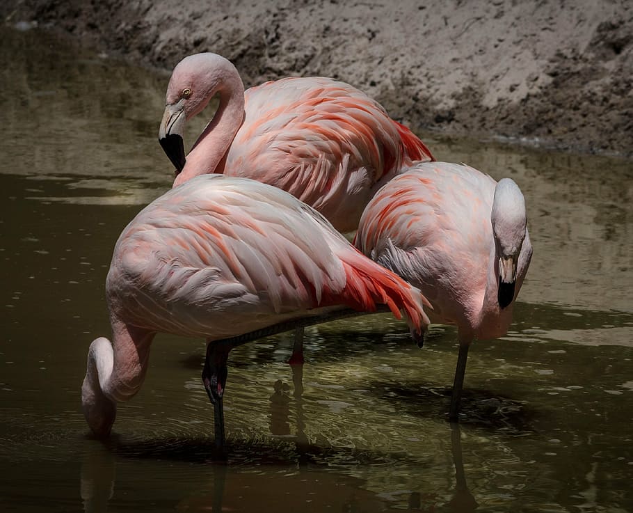 three, pink, flamingos, body, water, flamingo, pink flamingos, wading bird, flock, feathers