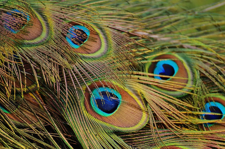 shallow, focus photography, peacock feather, peacock feathers, peacock, bird, poultry, feather, bill, nature