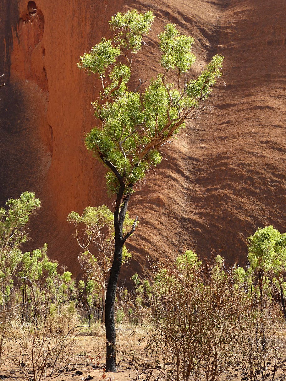 tree, rock, australia, outback, steppe, uluru, ayersrock, nature, landscape, brand