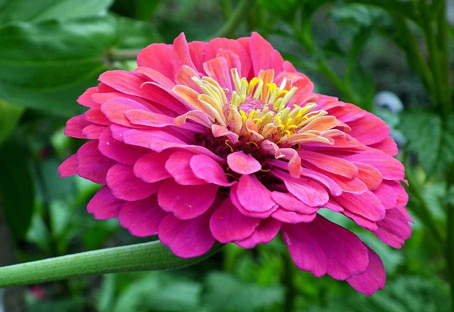 zinnia, flower, pink, garden, nature, macro, closeup, summer, beauty, colored