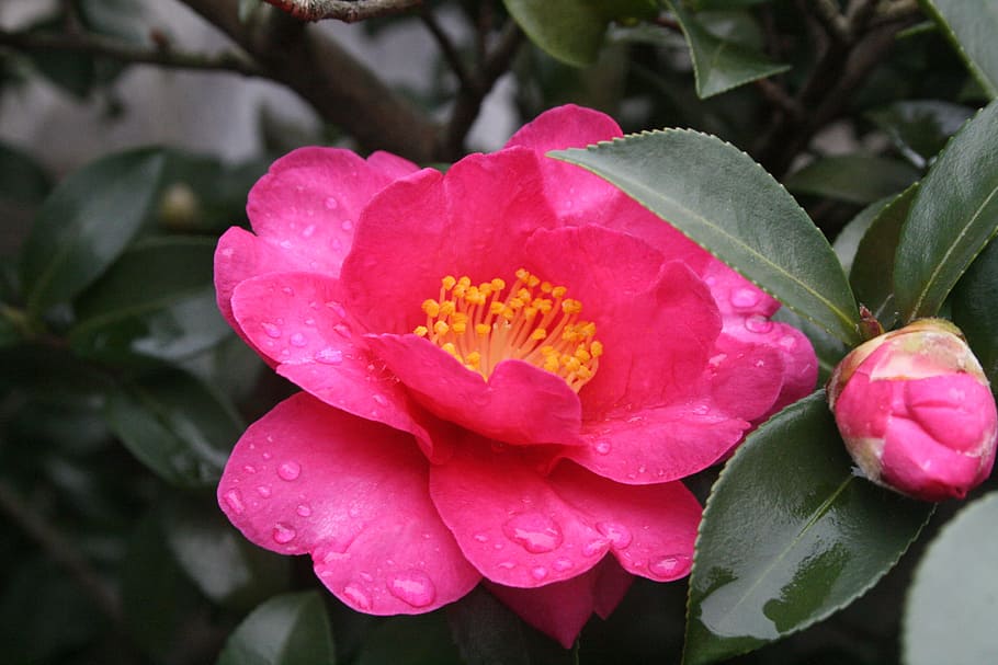 Camellia, Bunga, Musim Dingin, alam, daun bunga, warna merah muda, keindahan di alam, peony, tanaman berbunga, tanaman