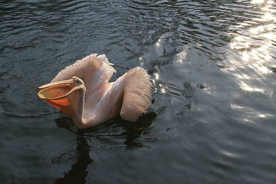 pelican, zoo, liberec, water, waterfront, animal, lake, nature, swimming, day