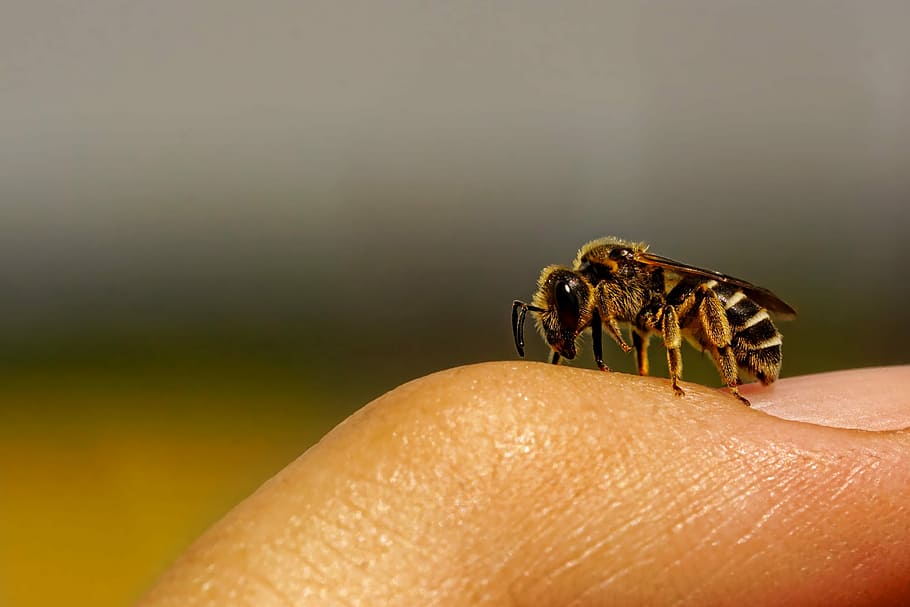 マイクロ, レンズ写真, ミツバチ, 自然, 昆虫, 野生の蜂, 指, マクロ, 翼, 動物の世界