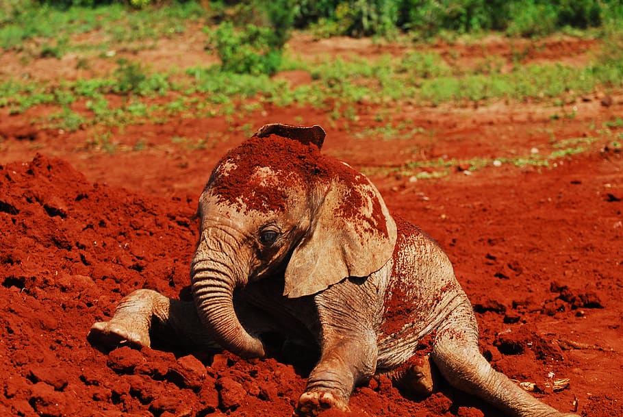 alimentación de elefantes bebés, baño de polvo, nairobi, kenia, áfrica, elefante, bebé, confianza de sheldrick, especies en peligro de extinción, conservación