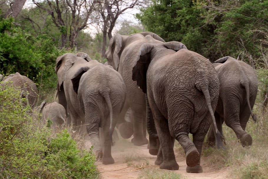 kawanan, gajah, berlari, hutan, kawanan gajah, hewan, afrika, safari, gajah afrika semak, alam
