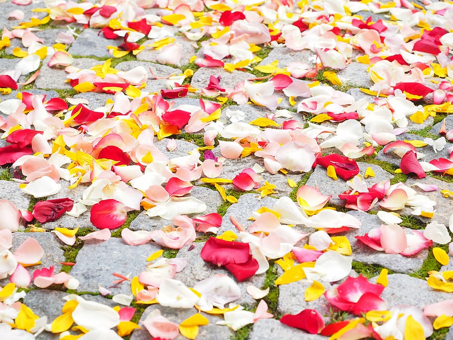white, red, petaled flowers, ground, rose petals, petals, wedding, love, scatter roses, scatter