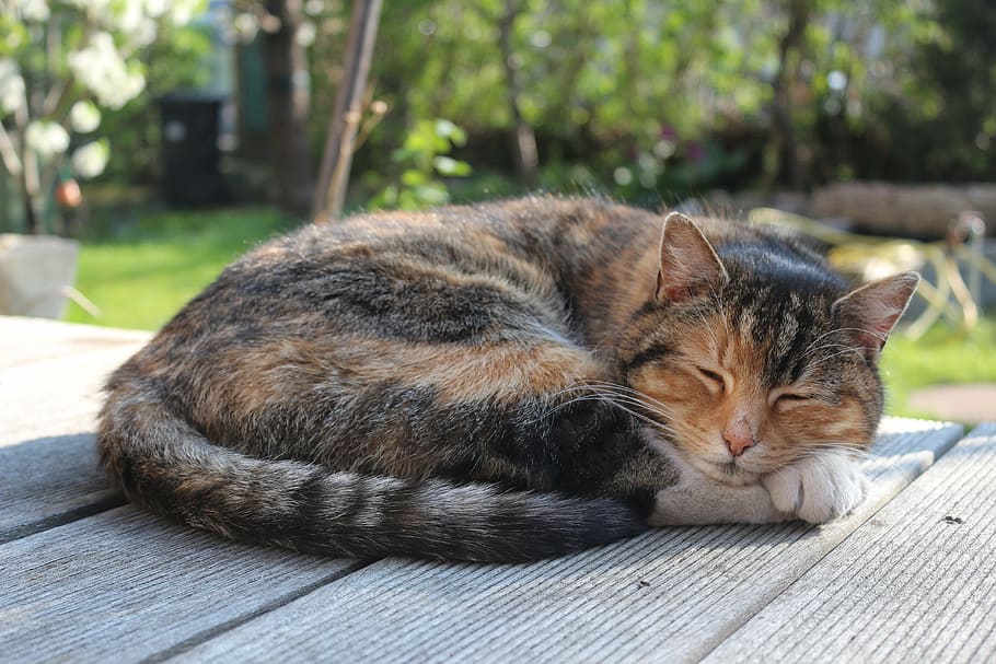 short-fut, gray, orange, cat, sleeping, surface, outdoors, daytime, animal, pet