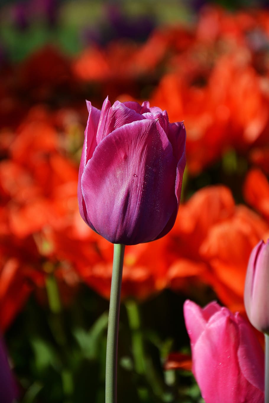 seletiva, foto de foco, roxa, rosa, tulipas, vermelho, macro, cores vivas, natureza, close-up