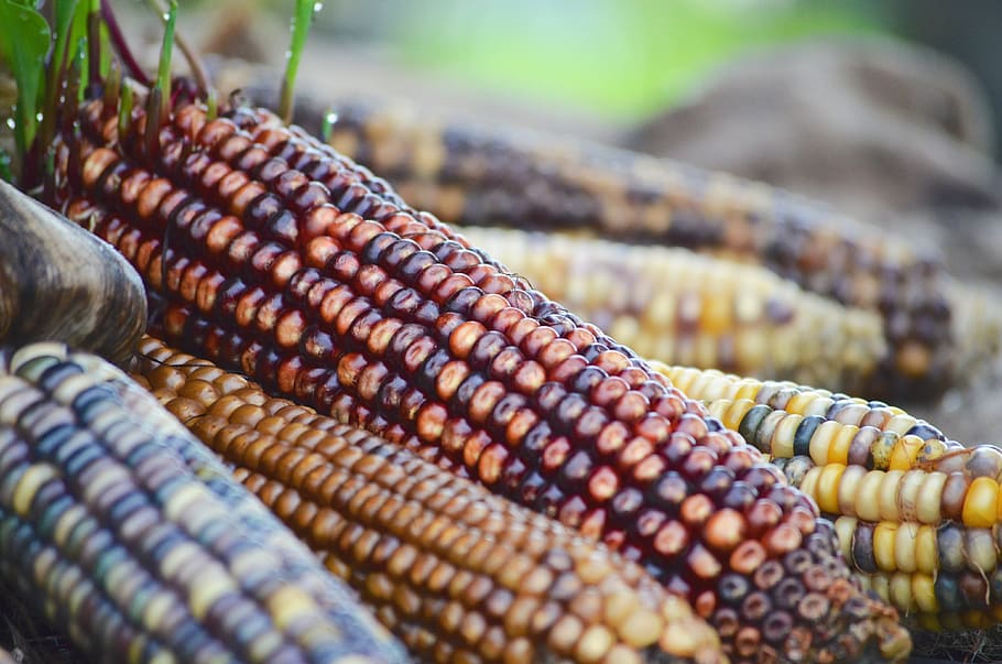 selective, focus photography, maize, indian corn, fall colors, autumn, fall, nature, food and drink, corn