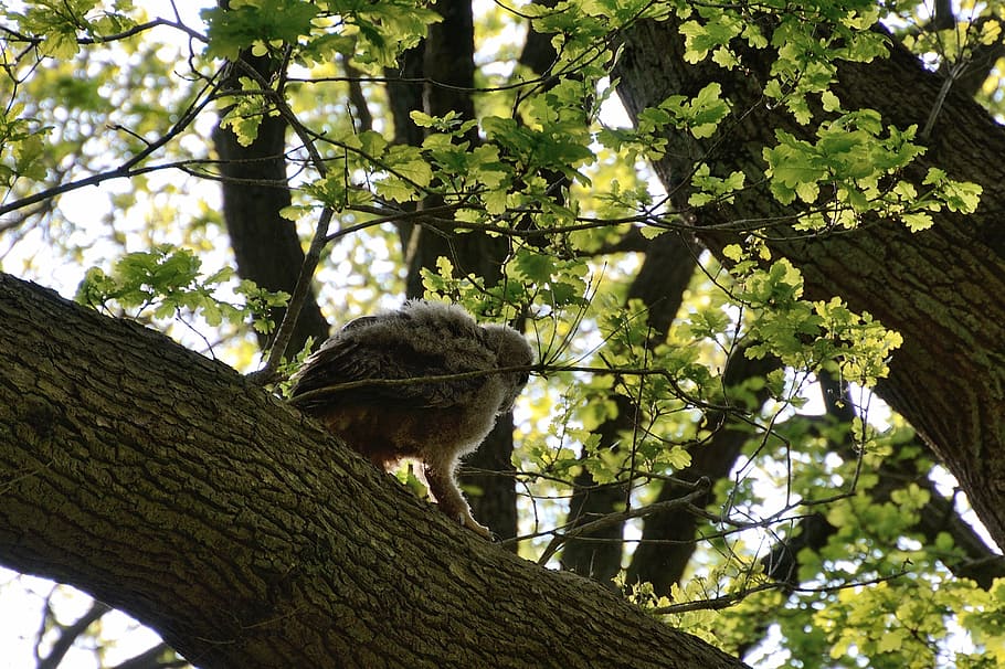 eagle owl, young bird, nest, duvenstedter brook, tree, plant, animal themes, animal, branch, low angle view