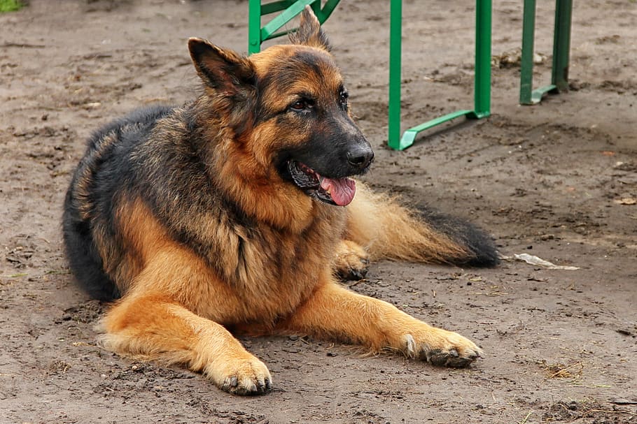 cão, cão schäfer, é, descanso, velho cão de pastor alemão, animal de estimação, um animal, canino, cachorro, animais de estimação