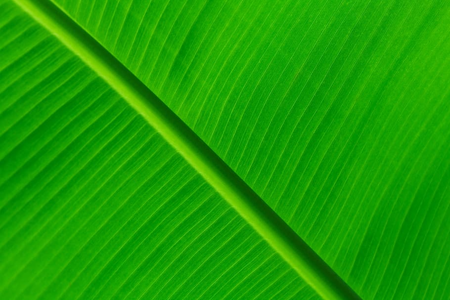 green banana leaf, Abstract, Backdrop, Background, bright, detail, flora, foliage, fresh, green