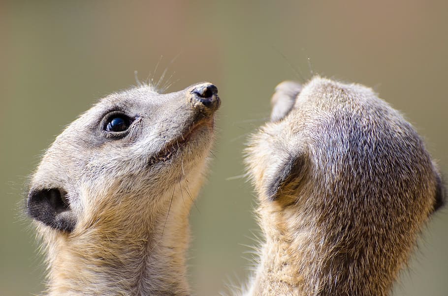 shallow, focus photography, two, brown, animals, meerkat, fur, small, face, mouth