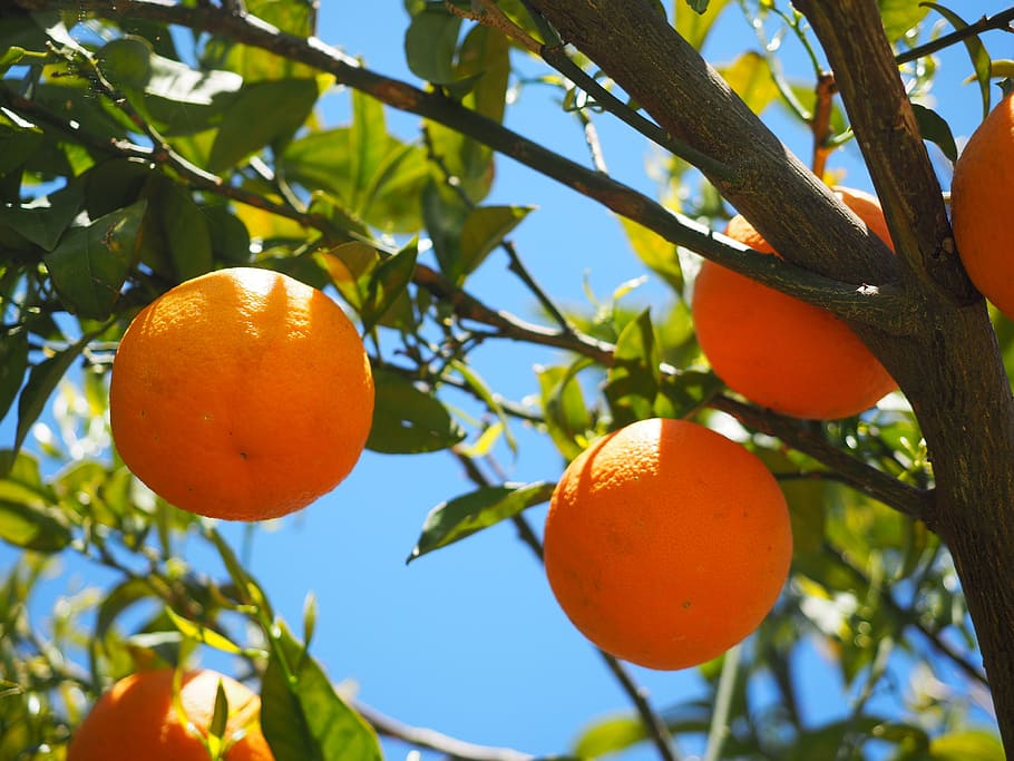 orange, fruits, tree, oranges, orange tree, citrus fruits, leaves, aesthetic, foliage, periwinkle
